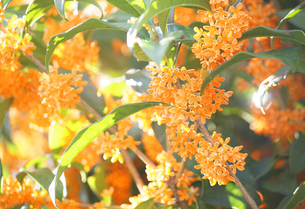 10月定休日のお知らせ