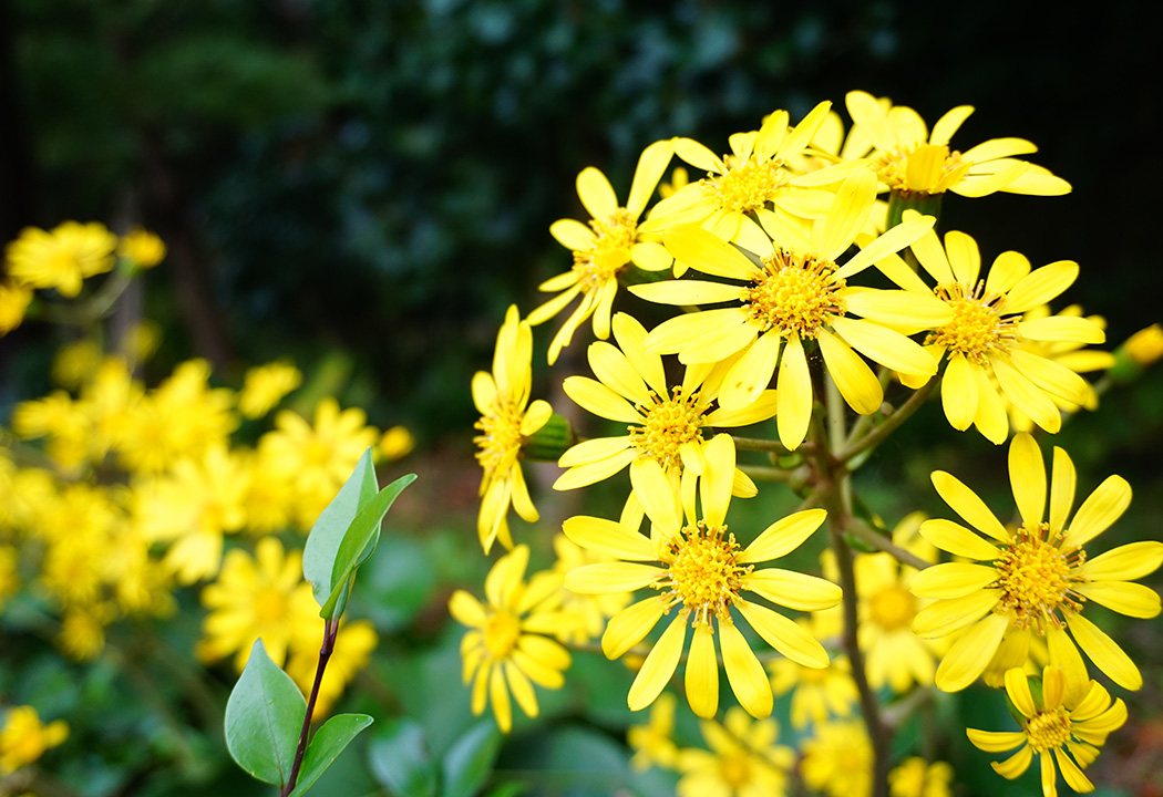 11月定休日のお知らせ