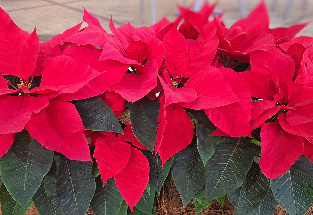 12月定休日のお知らせ